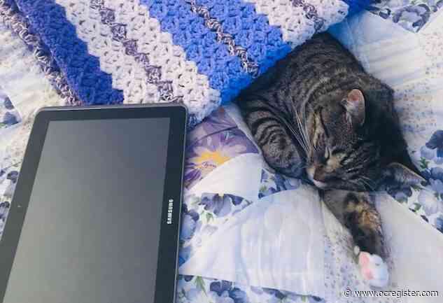 Senior Moments: A year ago, I rescued a cat, and she rescued me