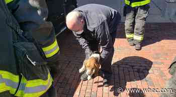 RFD, Lollypop Farm save beagle trapped under owner's truck