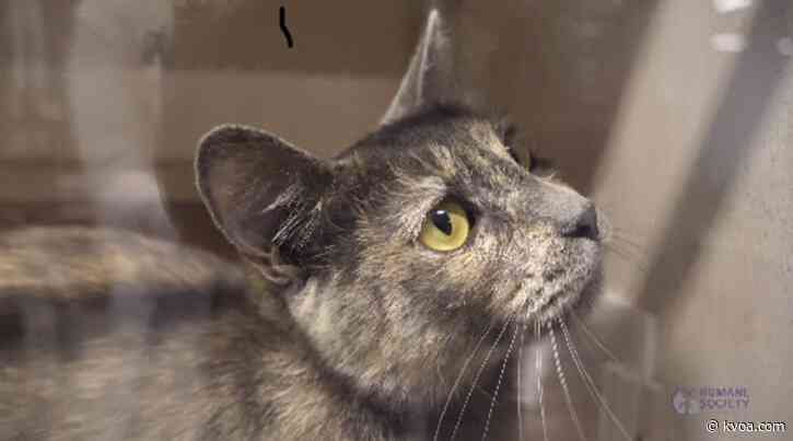 HSSAZ to hold pet food donation drive