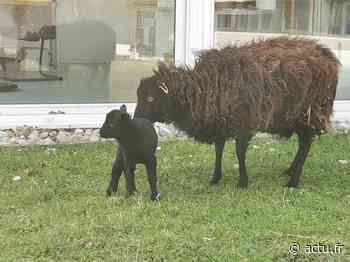Saint-Fargeau-Ponthierry. Un agneau est né dans les jardins de la mairie - actu.fr