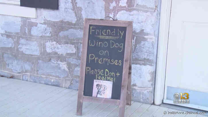 Truly Man’s Best Friend: ‘Wino Dog’ Delivers Wine To Customers At Maryland Winery