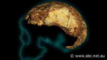 Ancient skull of a toddler shakes the base of our family tree