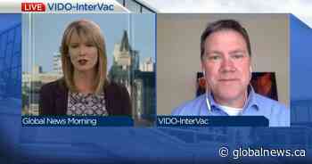 Coronavirus: Saskatoon lab tests potential vaccine on ferrets - Global News