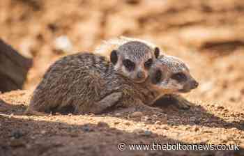 Chester Zoo hosts second free virtual day out via livestream