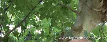 Proserpio, l'attore Spinella nella fiction “Bella da morire” - La Provincia di Como