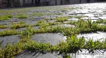 Piazza Navona, l'erba cresce indisturbata tra i sampietrini - Il Messaggero