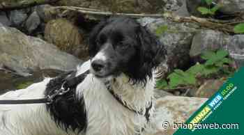 AMICI A 4 ZAMPE SU BRIANZA WEB: Cristal da Caslino d'Erba - BRIANZA WEB