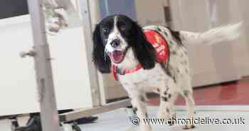 Specialist sniffer dogs could be used to detect coronavirus