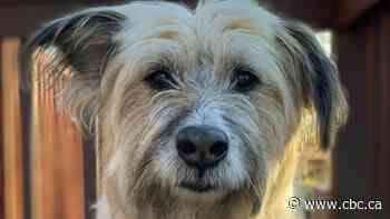 Does the virus live on my pet's fur? Your COVID-19 questions answered