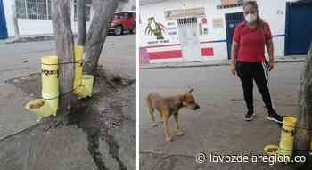 Funcionarios instalan comederos para animales callejeros en Tarqui - Noticias