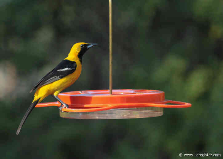 How bird watching can reduce anxiety and stress during stay-at-home orders