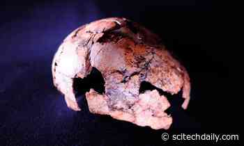 New Twist to the Story of Human Ancestors From an Unusual Skullcap and Thousands of Clues