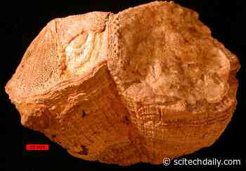 Proof in an Ancient Shell: Earth Turned Faster 70 Million Years Ago