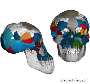 Evolutionary Secrets of Fossil Brains Revealed: “Lucy” Had Ape-Like Brain, but Longer Childhood Like Humans