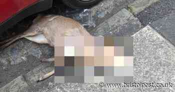 Dead deer found in Bristol residential area