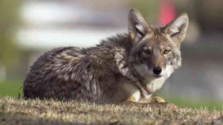 AZGFD: Tucson 6-year-old attacked by coyote
