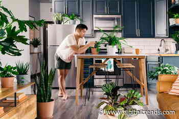 The best tools to clean air at home: Diffusers, air purifiers, plants, and more