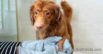 The best dog and cat grooming supplies for at home cuts, washes, and trims