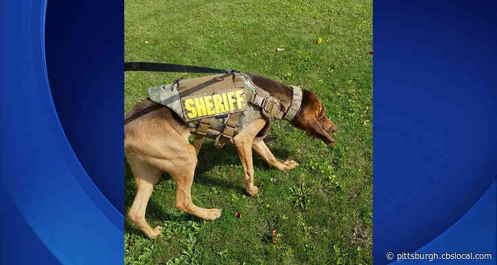 Allegheny County Sheriff’s K-9 Locates Missing Teen With Serious Health Issues