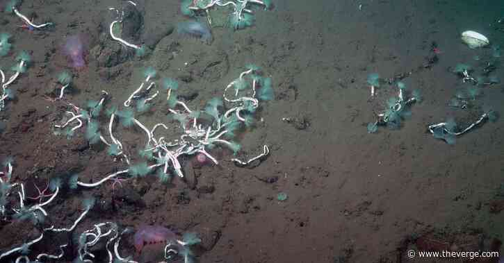 Deep-sea tube worms get an assist from methane-eating bacteria