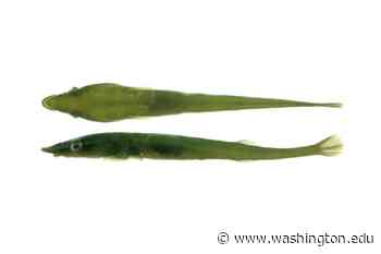 Faculty/staff honors: Outstanding educator in landscape architecture, Royal Society of Edinburgh corresponding fellowship — and the Green Rat Clingfish takes a bow - UW News