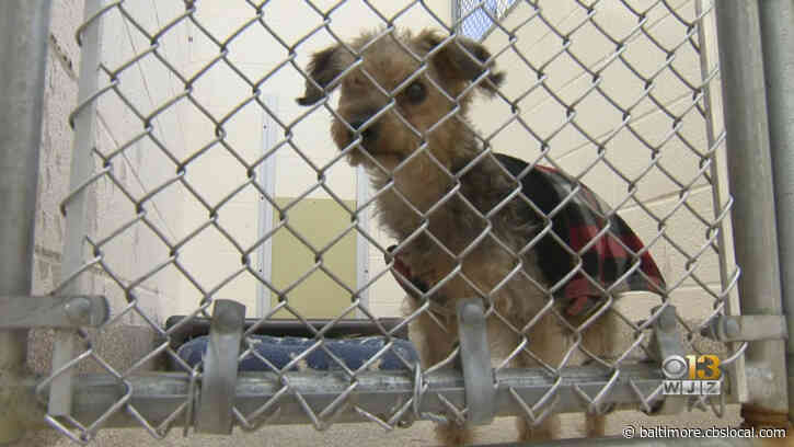 Amid Coronavirus Pandemic, BARCS Sees Increased Interest In Pet Adoption