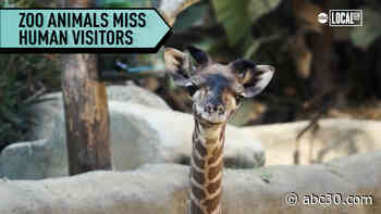The LA Zoo is preparing animals and staff for COVID-19