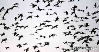 Environmentalists oppose possible crane, swan hunting season in Alberta