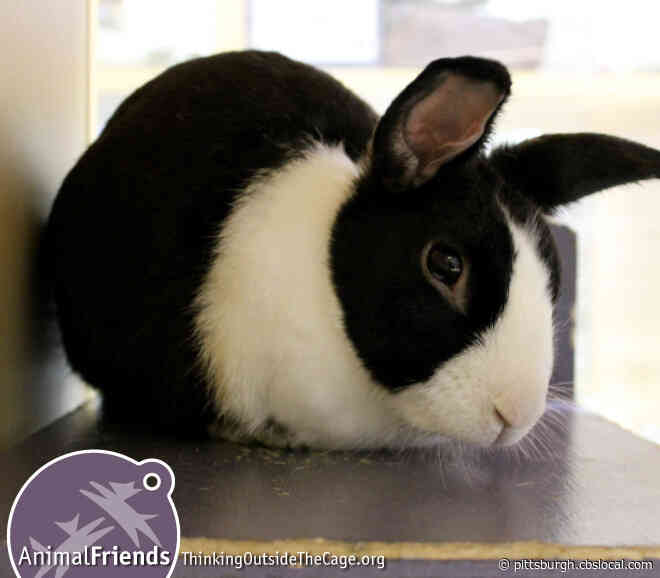 Furry Tails: Carson Is Waiting For A Forever Home