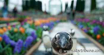 At the Como and Minnesota zoos, the animals must adjust to the coronavirus too