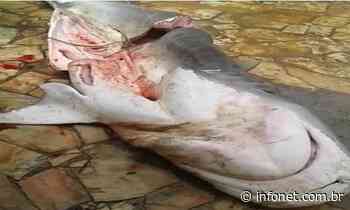 Pesca de tubarão em Itaporanga D'ajuda será investigada pelo Ibama - Infonet