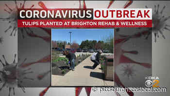 Tulips Planted Outside Of Beaver County Facility Where Coronavirus Outbreak Is Ongoing