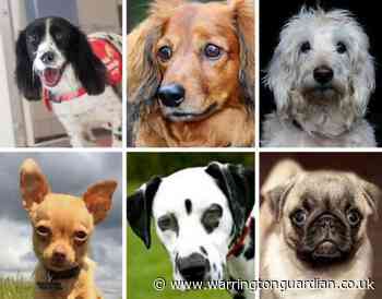 Revealed: The most expensive puppies in the UK - full list