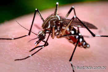Casos dengue continuam avançando nos bairros e centro de Umuarama - Umuarama Ilustrado