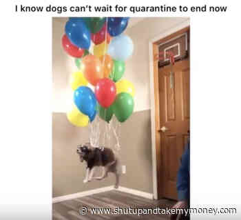 I Know Dogs Can’t Wait For Quarantine To End – Up Balloons Tik Tok Video