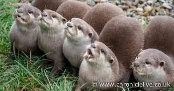 Northumberland Country Zoo launches fundraising campaign to save it from closure
