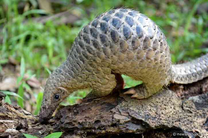 Gabon bans eating of pangolin and bats amid pandemic
