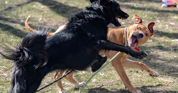 Animal rescue groups get creative to find homes for animals after adoption centers close