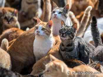 Two cats have tested positive for the novel coronavirus, but experts still don't think pets infect humans