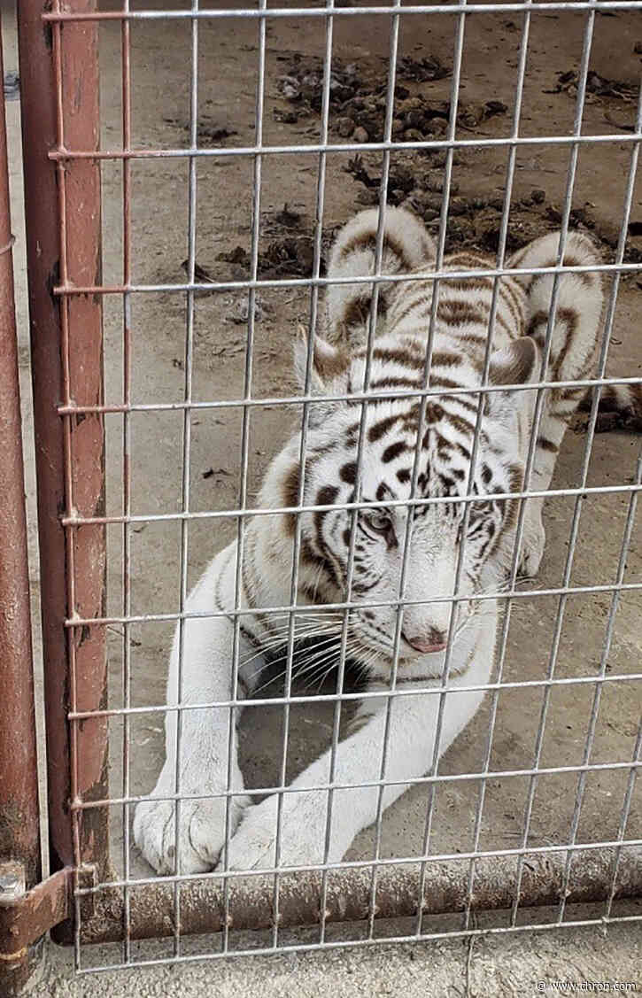 Tiger among animals officials find in search of Texas home