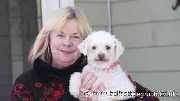 Pet fostering takes off in US as coronavirus keeps people at home