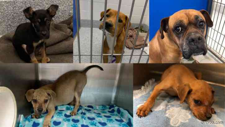 Pet fostering takes off as coronavirus keeps Americans home