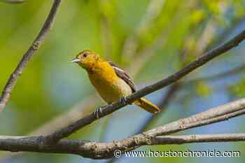 Look for migratory birds when you venture outdoors from Houston quarantine - Houston Chronicle