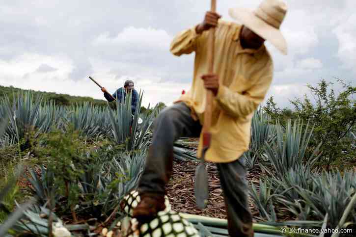 Mexican tequila makers, unlike brewers, plan to keep up production, exports