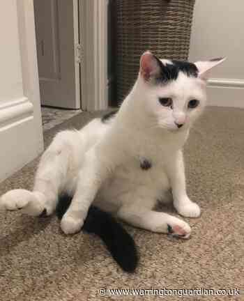 Cat owners warned to keep pets away from poisonous lilies - Warrington Guardian