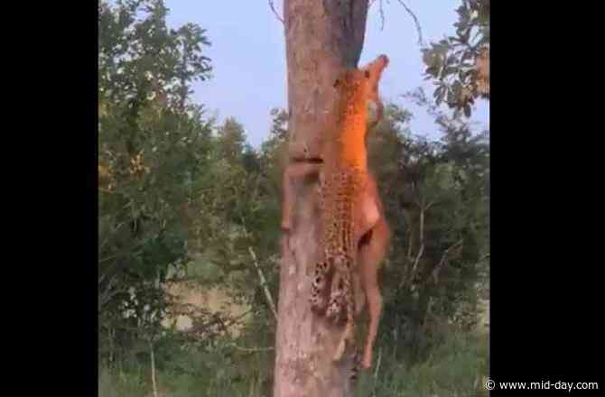 Viral video of leopard climbing tree with prey amuses netizens