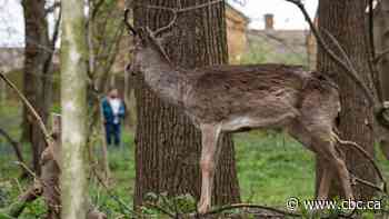 Wildlife take to the streets as people stay indoors