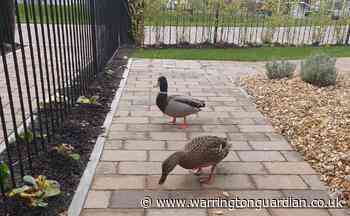 Residents go quackers for animal neighbours in Stretton