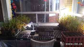 'Almost therapeutic': COVID-19 pandemic has many people turning to their gardens