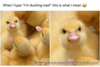 When I Type I’m Ducking Mad Meme